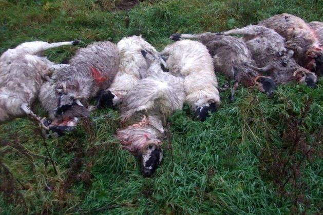 Exposed: The savage reality of dog attacks as farmers say ‘enough’
