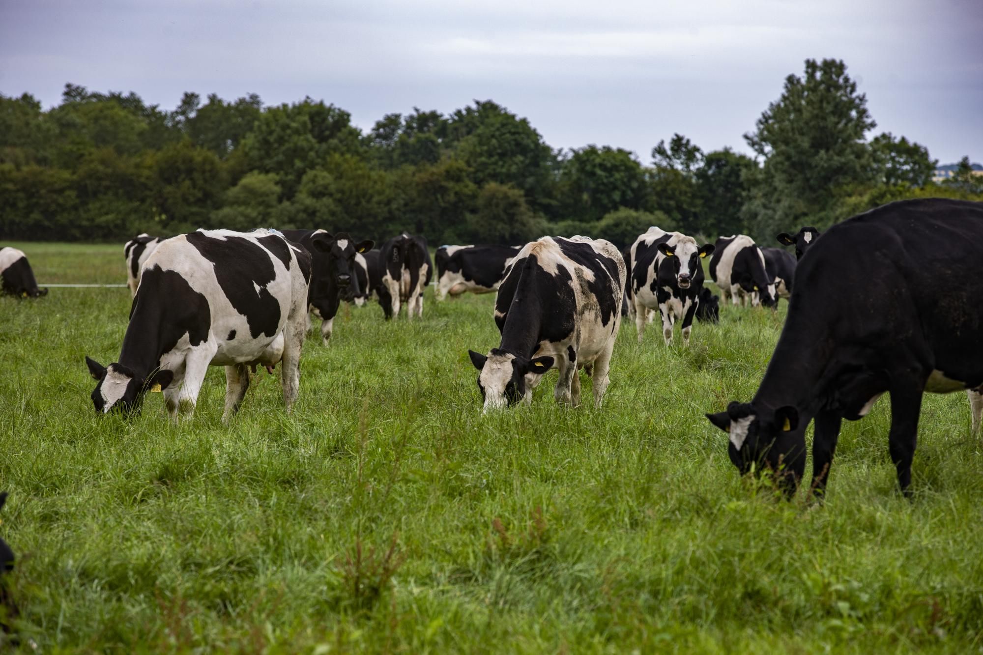 Средний доход молочной фермы подскочил до 150 884 евро, но доход от животноводства упал до 9 408 евро.