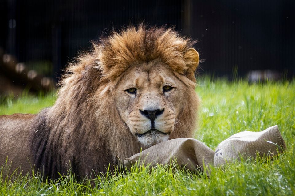 The male Barbary lion named Qays. Liam McBurney/PA Wire