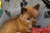 thumbnail: Ruby is a Yorkshire Terrier-Pomeranian mix.