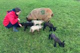 thumbnail: Deirdre Donagher with the new born quintuplets