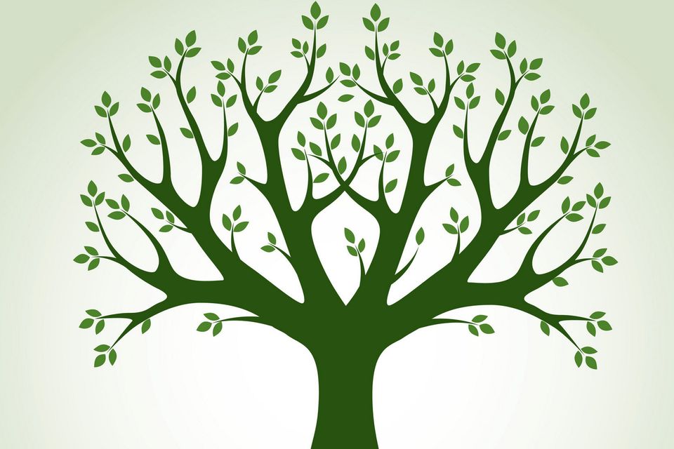 A tree is used to visually represent the core aspects of the functional medicine paradigm and highlight the difference between conventional medical care and functional medicine