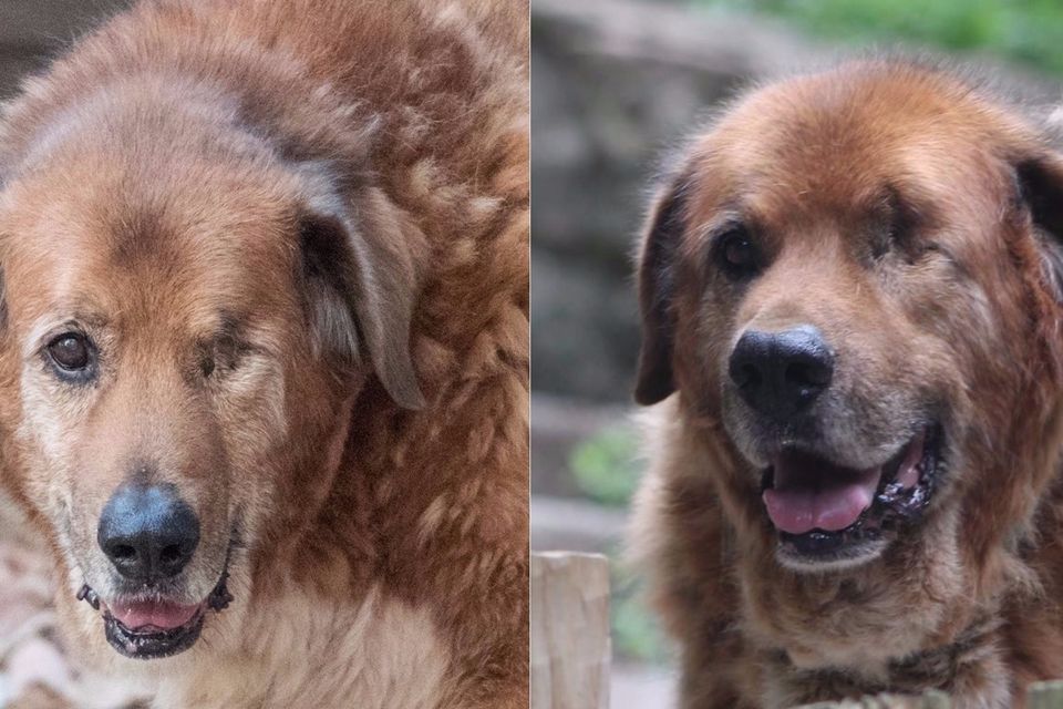 Old Friends Senior Dog - Old Friends Senior Dog Sanctuary