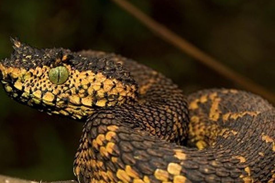 matildas horned viper