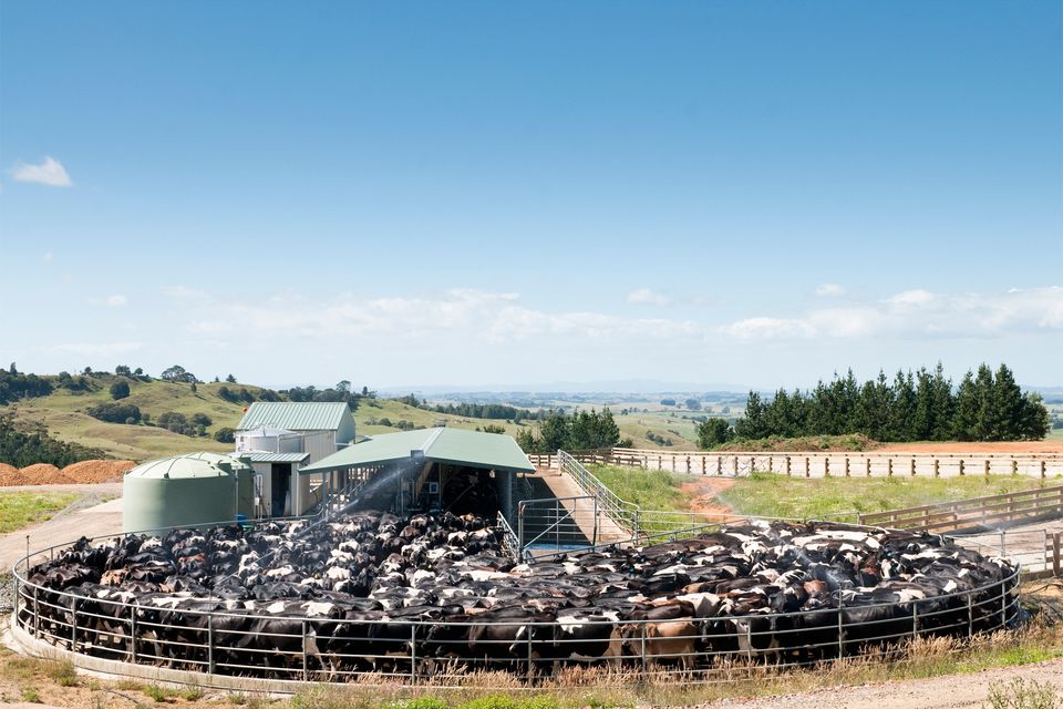 Milk production in New Zealand is expected lift off its lows over its season as some input costs ease. Stock image of a dairy herd in New Zealand. Image: Getty