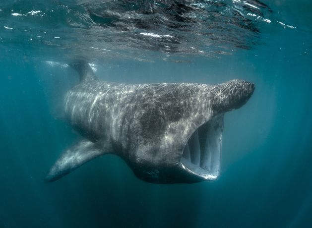Warming oceans from climate change pose double threat to basking sharks and other Irish sea life, new study shows