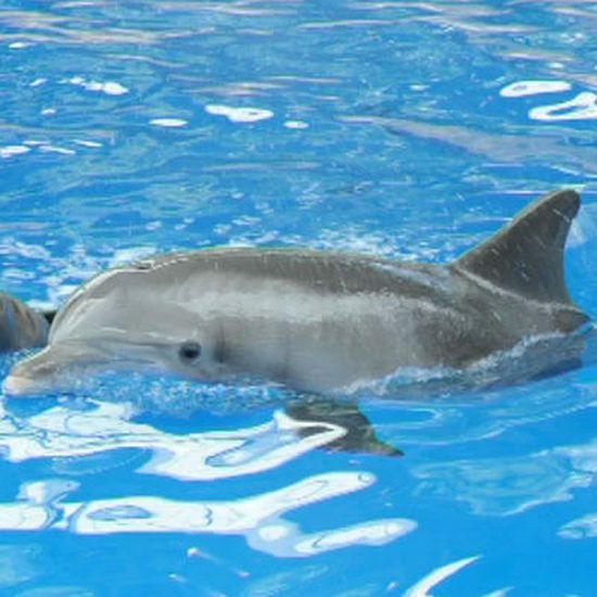 Dolphin whistled to her calf before birth – Times Herald Online