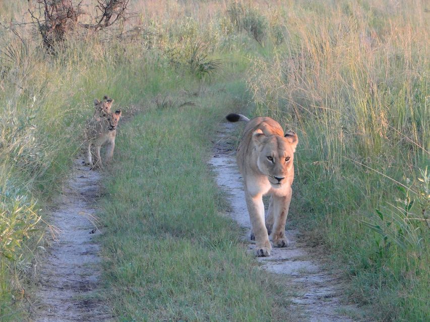 Lions on the move during Rachel's safari in Botswana
