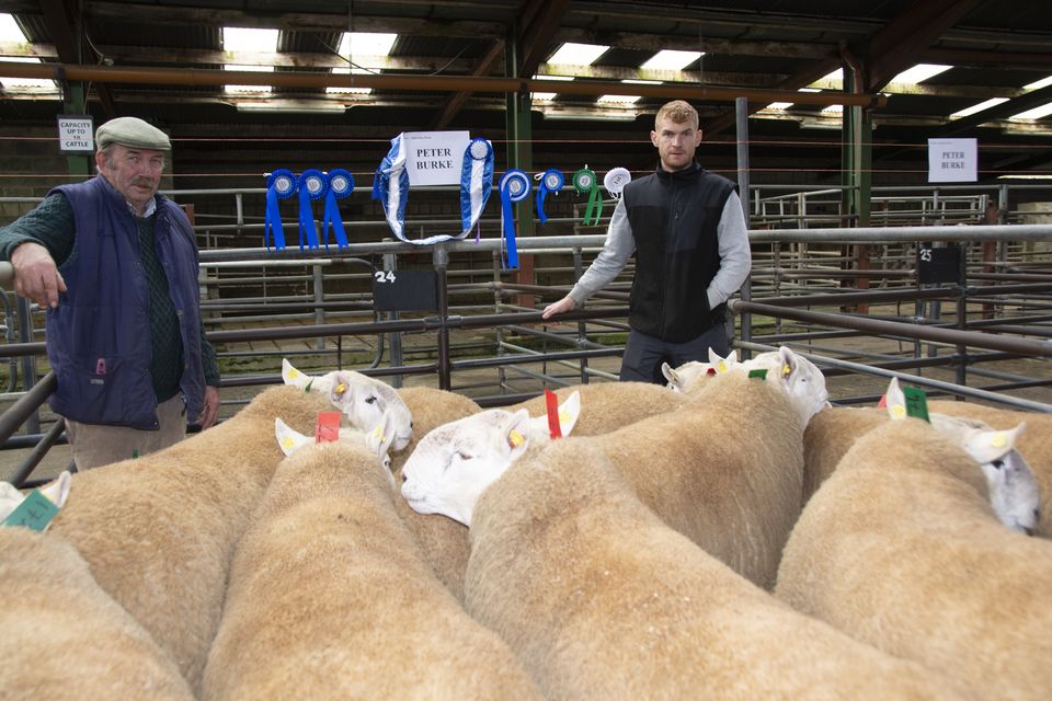 Wicklow Cheviot Sheep Breeders show and sale at Blessington Mart ...