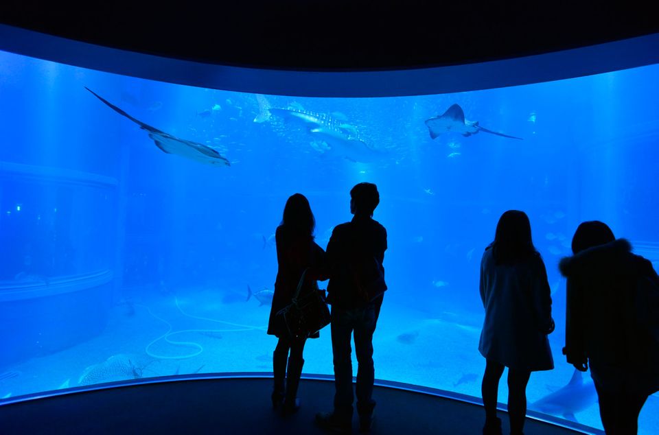 Visitors watch the five-metre whale shark at Kaiyukan Aquarium, in Osaka's Bay Area.