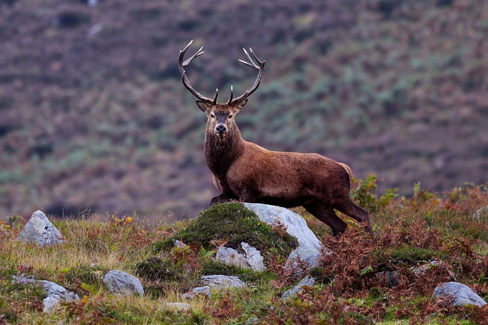 Irish Red deer on the slopes of Mangerton Mountain, Killarney National Park.Photo:Valerie OSullivan