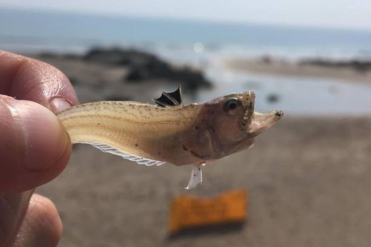 Alert as stinging weever fish hit the coast in numbers