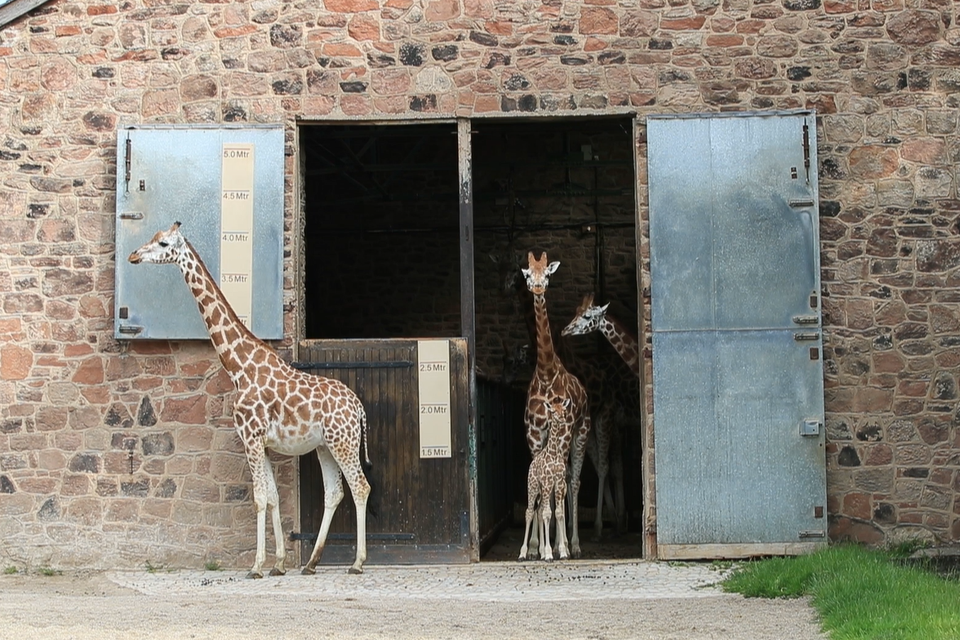 (Chester Zoo)