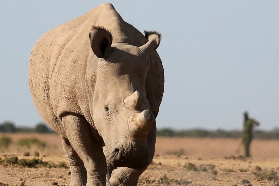 Row over plan to save extinct rhino Independent.ie