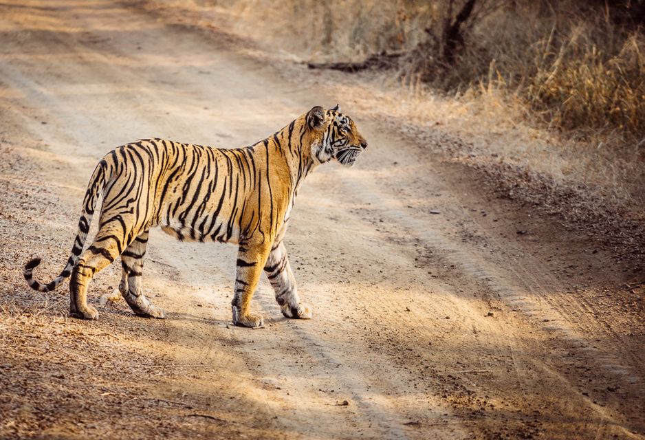 Wildlife: Bengali tigers are the jackpot.