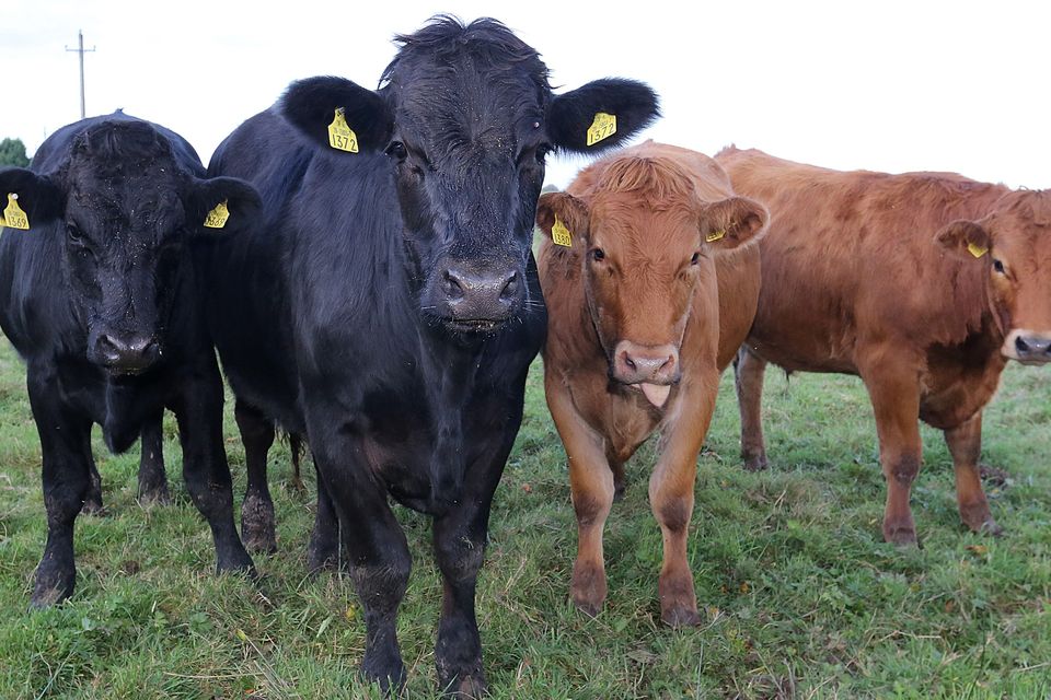 Bullocks in a field at Drumlara, Between Kilcock and Summerhill Co Meath. Picture Credit : Frank Mc Grath