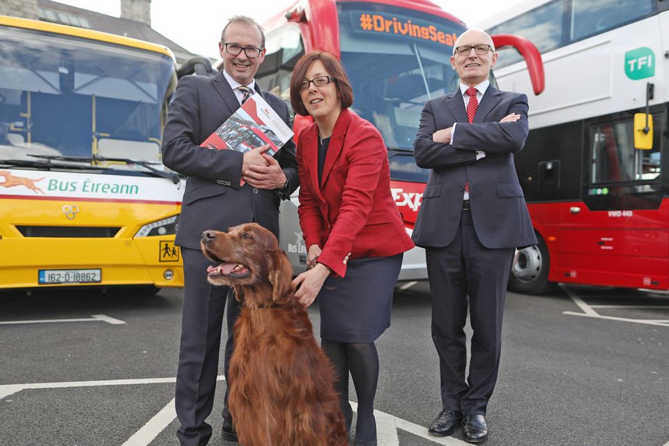 Bus 2024 eireann dog