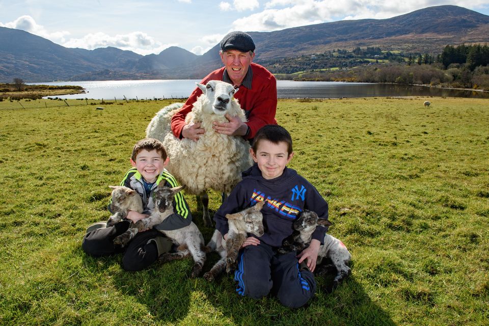 Hugh O'Donoghue and his sons David and Michael with 'Lily' , who gave birth to quadruplets on their farm near Killarney. Photos: Don MacMonagle