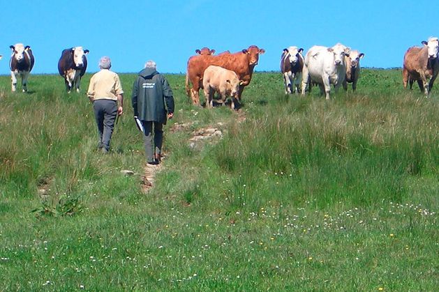 Nature Restoration plan to be voluntary for farmers and prioritised on public land - report