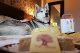 thumbnail: Doggy decadence: The Twelve Hotel  in Galway