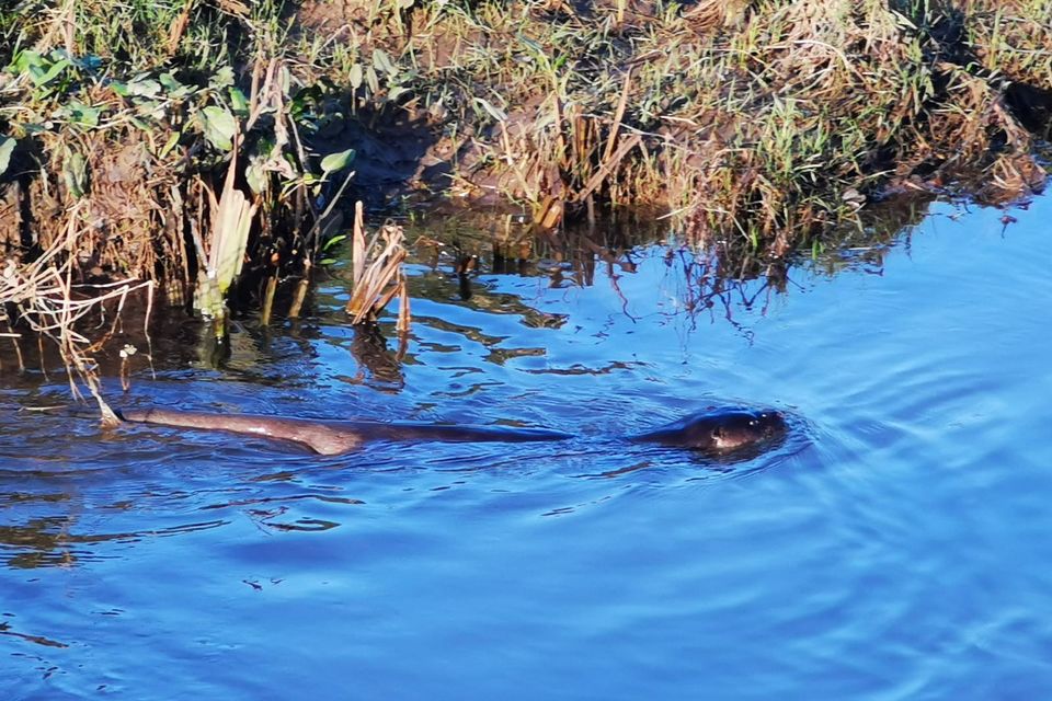 Otter spotted on Ahare river.