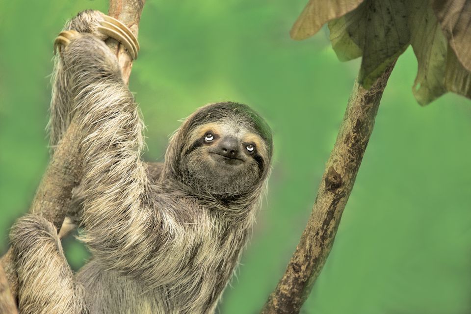 Insult: ‘An eye-roll from a sloth’