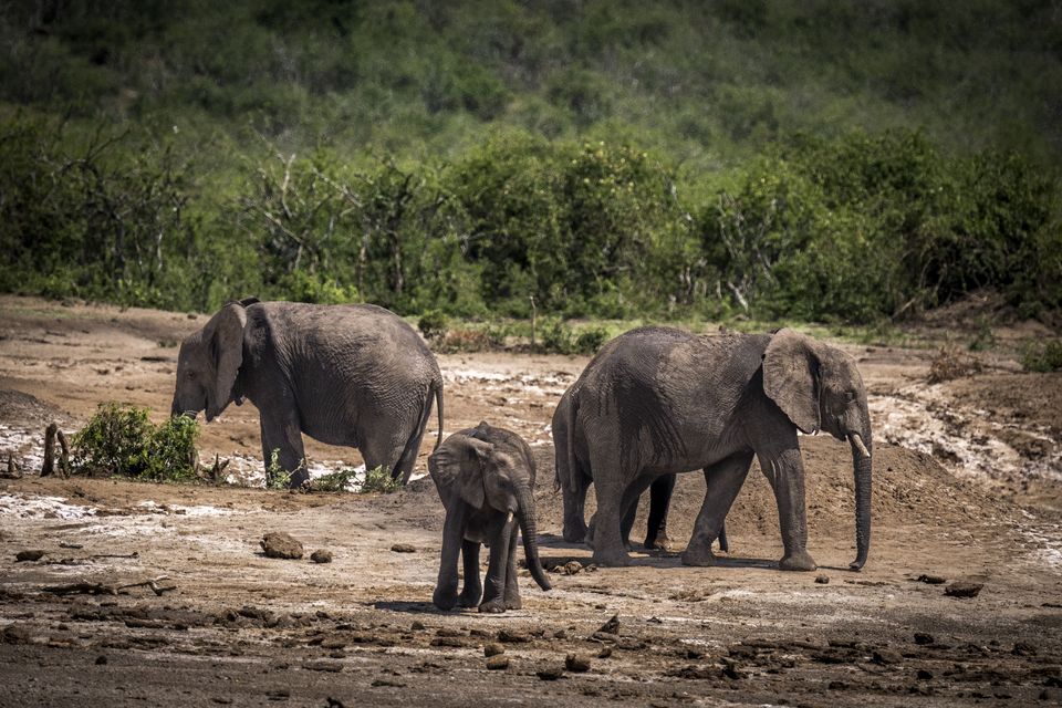 A family of elephants move around Queen Elizabeth National Park in Uganda. Photo: Getty