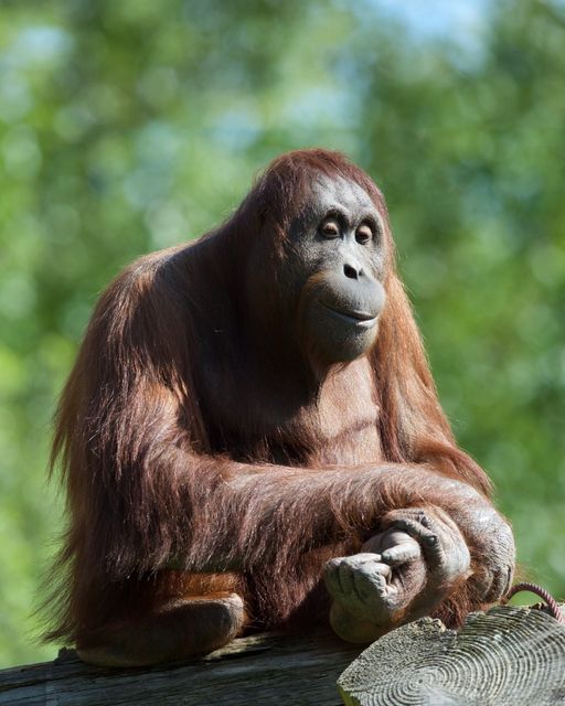 Riona, a 28-year-old Bornean orangutan