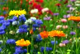 thumbnail: Meadow garden: a few well-chosen seeds can achieve it.