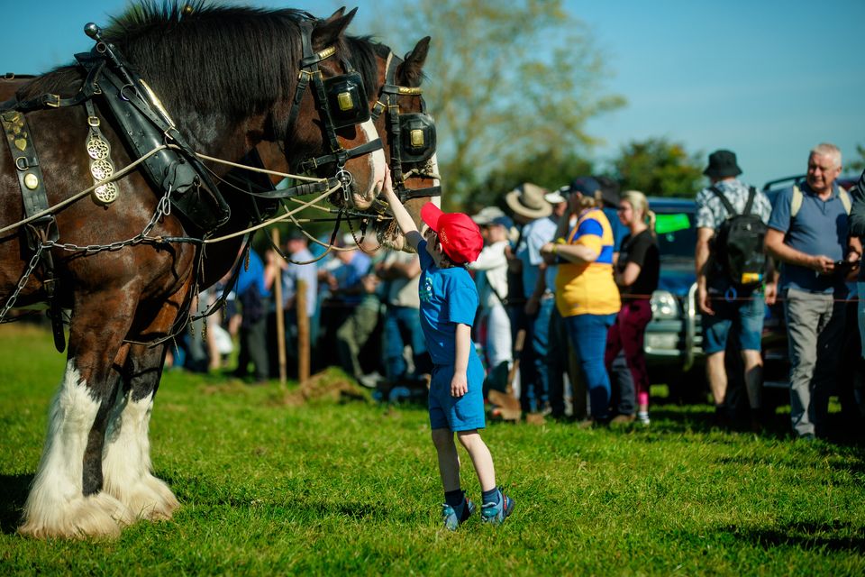 Enjoying day two of  the National Ploughing Championships in Ratheniska.
Pic:Mark Condren
18.9.2024