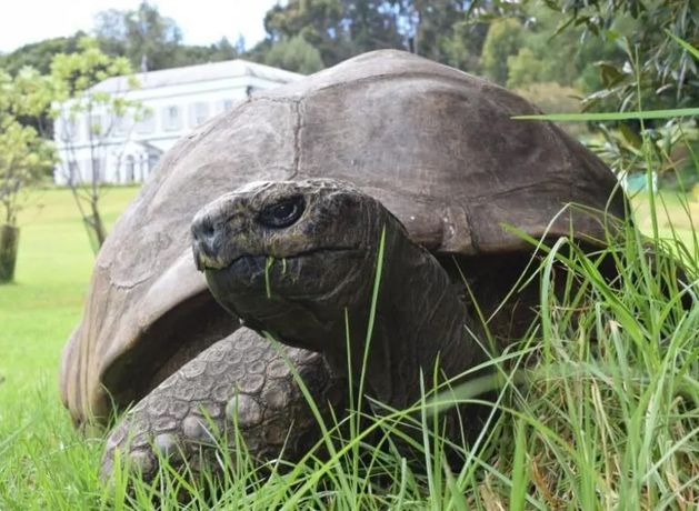 Don’t worry, Jonathan the tortoise is still alive at 193 – news of his death was part of ‘crypto con’