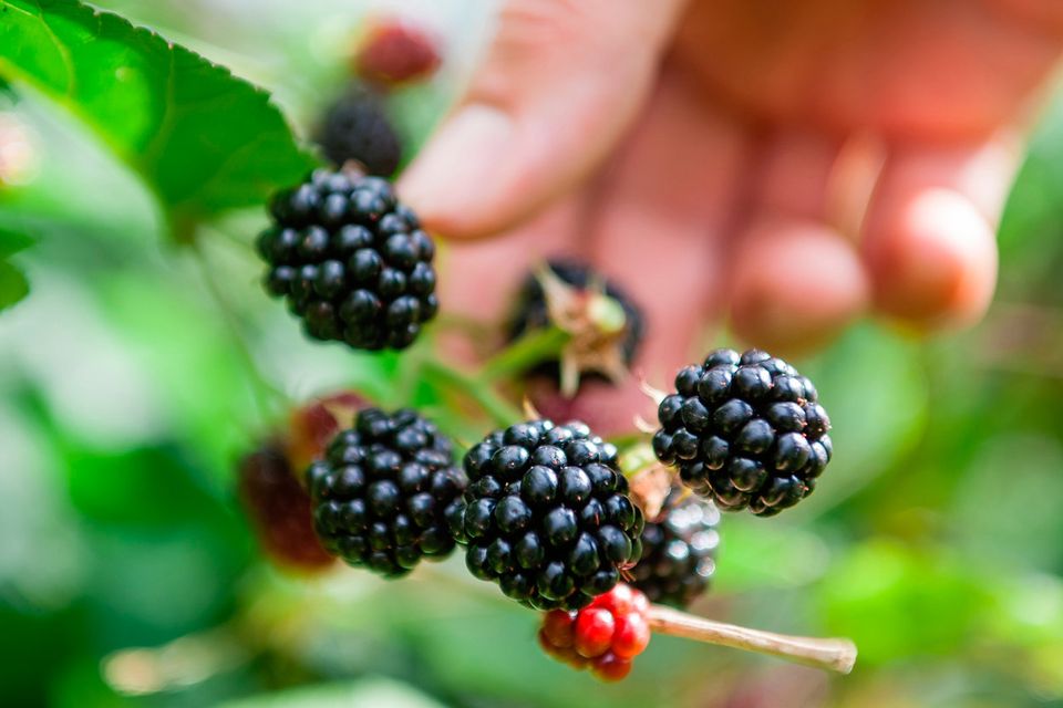 Picking blackberries