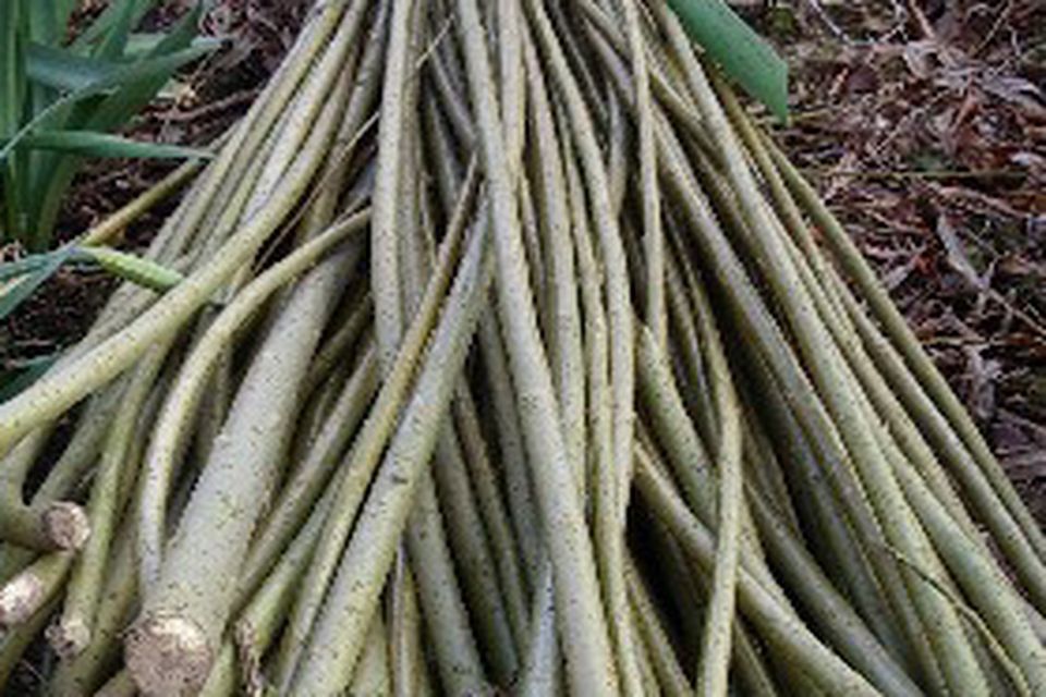 Willow rods help prevent bacterial infection.