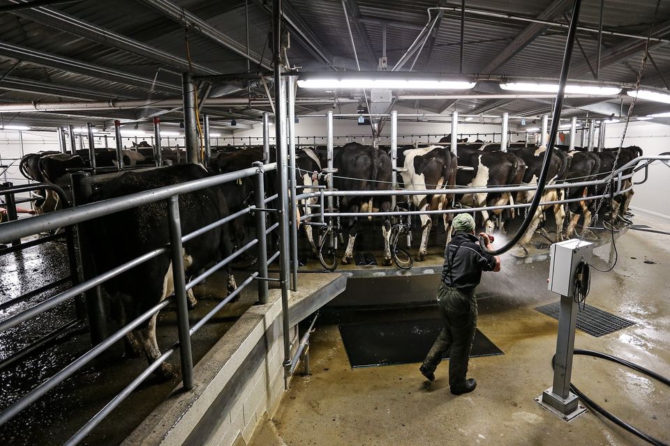 New Zealand dairy farme hoses out the area after milking cows at night on a farm in Christchurch, New Zealand. Image: Getty