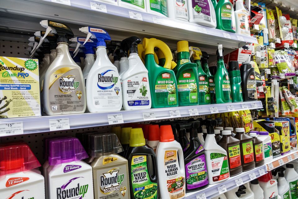  Roundup weed killer. Photo: Getty