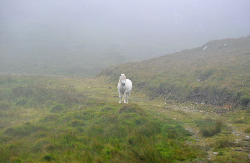 Bere Island: 'We round a bend to find a white horse staring at us in the near distance...'