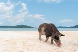 thumbnail: A pig on Koh Madsum