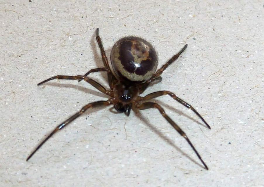 Independent.ie readers share their photos of False Widow spiders - and more  | Irish Independent