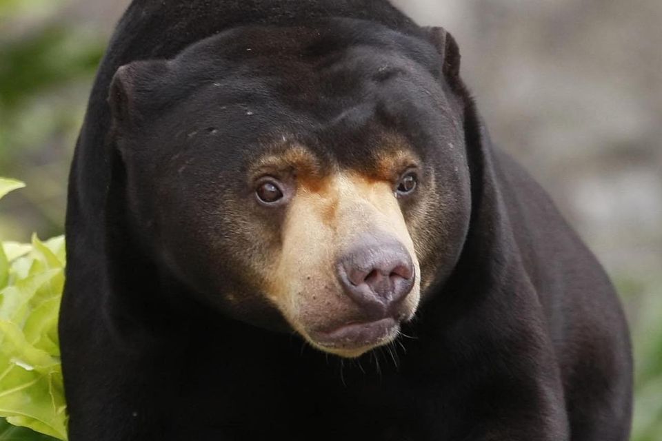 Human parents feel for mama bear trying to corral her cubs | Irish ...