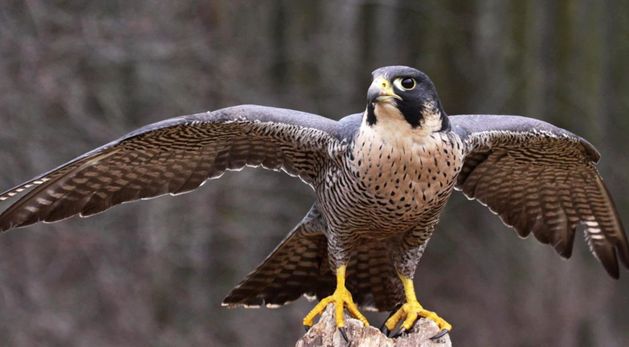 Bird flu strain that forced huge culls in Europe found in Peregrine ...