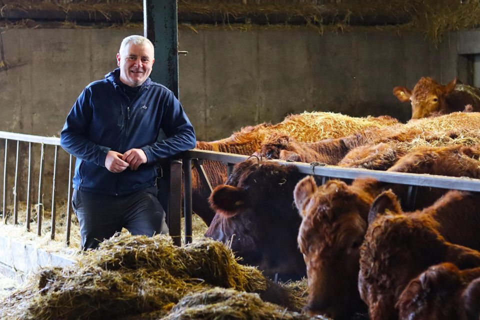 No regrets: Sean Greenan with some of his pedigree Stabiliser herd on his farm at Cremoyle, Co Monaghan, which he has converted to organic production. Photos: Niall Hurson