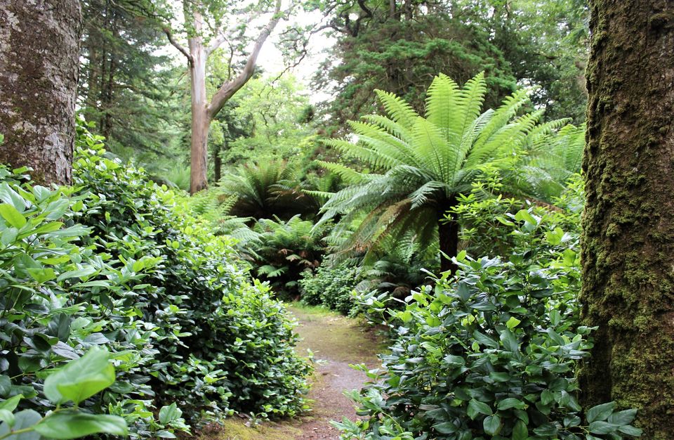 Derreen is one of the lushest gardens in Ireland. Photo: Robert O'Byrne