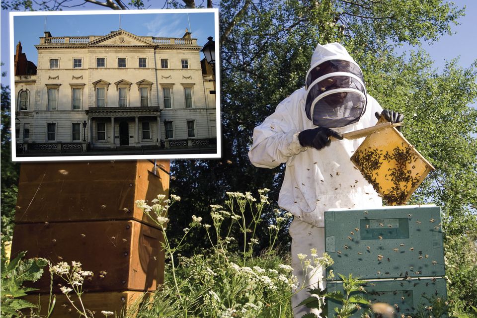 The Department of Foreign Affairs paid €375 to Mill Lane Beekeeping for the “maintenance of a small colony of bees” at their Iveagh House headquarters. Stock picture