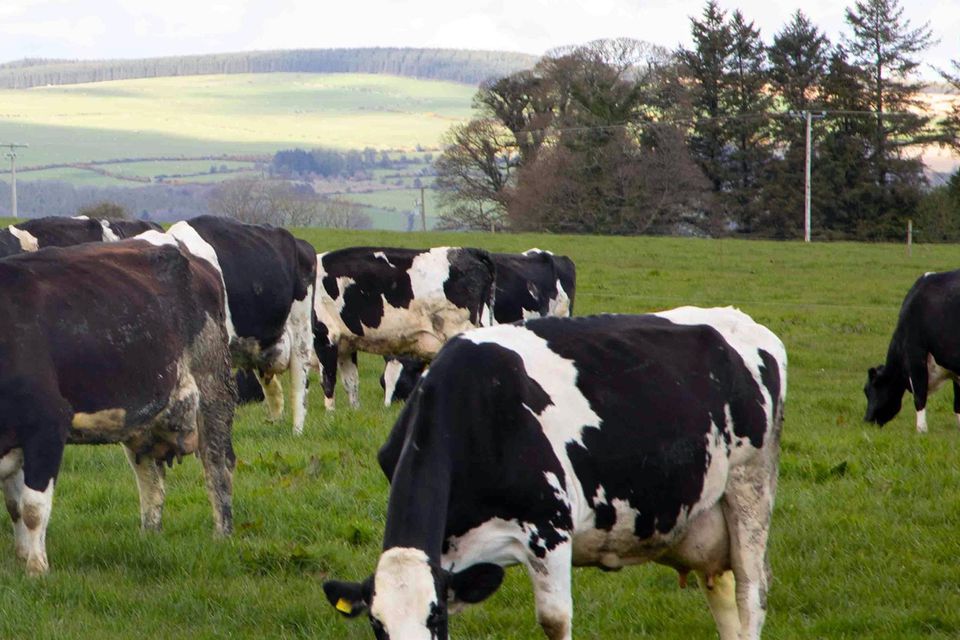“The department has looked at what it would cost to reduce cow numbers and suddenly realised they can’t afford it."