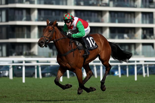 Inside the Culture of Betting Shops: Why Dedicated Hero’s Race Shapes More Than Just Odds