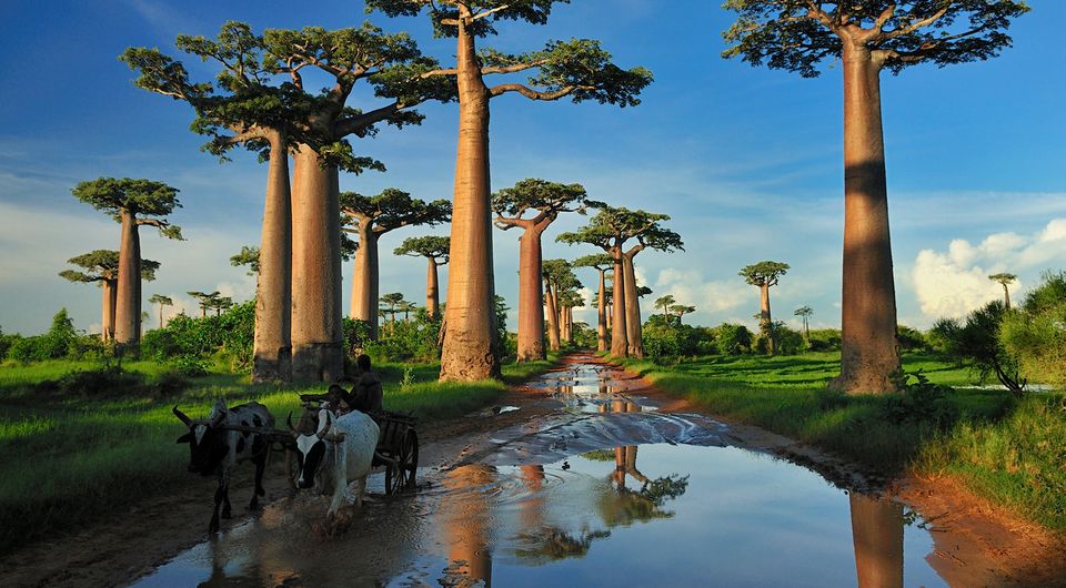 Grandidier's Baobab (Adansonia grandidieri) forest lining road near Morondava, Madagascar. Photo: Getty