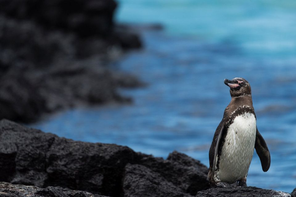A Galapagos penguin on Isabela Island. PA Photo/Sarah Marshall.