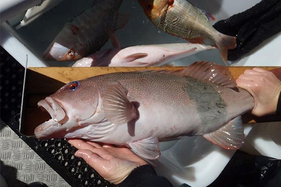 No Secret to catch a bag of Sydney Snappers