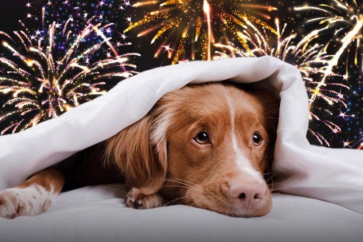 ISPCA urges pet owners to keep animals indoors in run up to Halloween