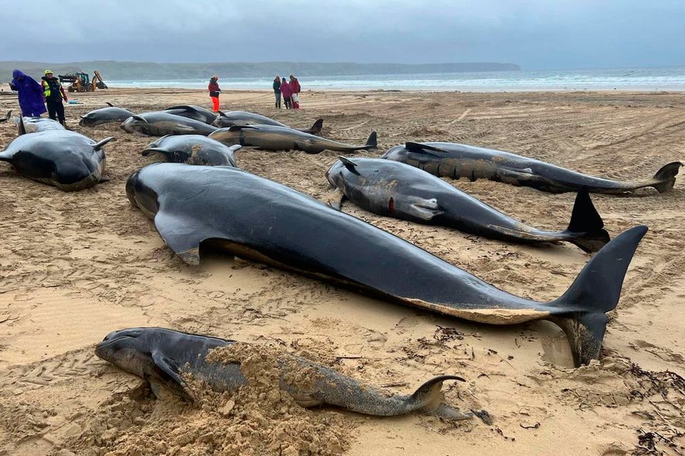 Heartbreaking reason behind death of 55 pilot whales on Traigh Mhor beach  revealed